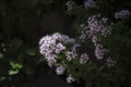 Pink oregano marjoram flowers at garden