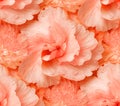 Pink Organic Ruffle Texture Seamless Pattern Royalty Free Stock Photo