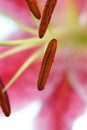 Pink oriental Lily macro Royalty Free Stock Photo