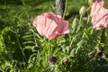 Pink poppy flower closeup Royalty Free Stock Photo