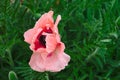 Pink oriental poppy flower