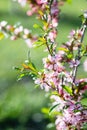 Pink ornamental almond flowers, close up. Natural spring background, selective focus Royalty Free Stock Photo