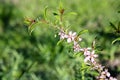 Pink ornamental almond flowers, close up. Natural spring background, selective focus Royalty Free Stock Photo