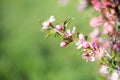 Pink ornamental almond flowers, close up. Natural spring background, selective focus Royalty Free Stock Photo