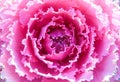 Pink ornamental cabbage