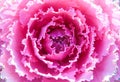 Pink ornamental cabbage Royalty Free Stock Photo