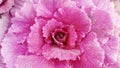 Pink ornamental cabbage Royalty Free Stock Photo