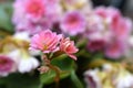 Pink ornamental flower in close-up