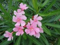 Pink Ornamental Garden Flowers