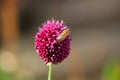 Pink ornamental garlic flower, pollination, bees