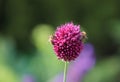 Pink ornamental garlic flower, pollination, bees