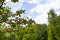 Pink ornamental hawthorn flowers, spring sunny natural background, horizontal photography Royalty Free Stock Photo