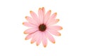 Pink osteospermum flower