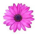 Pink Osteosperumum Flower Royalty Free Stock Photo