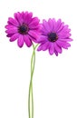 Pink Osteosperumum Flower Daisy Royalty Free Stock Photo