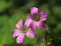 Pink Oxalis