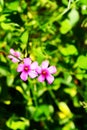 Pink oxalis