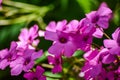 Pink oxalis corymbosa group of flowers Royalty Free Stock Photo