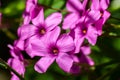 Pink oxalis corymbosa group of flowers Royalty Free Stock Photo