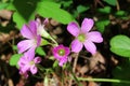 Pink oxalis flowers in Florida forest, closeup