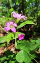 Pink oxalis flowers in Florida wild, closeup