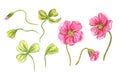 Pink oxalis, watercolor set on a white background.