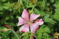 Pink Oxford cranesbill flower with rain drops