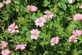 Pink Oxford cranesbill flowers with rain drops