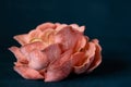 Pink Oyster Mushroom cluster on a dark background Royalty Free Stock Photo