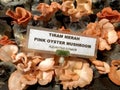 Pink oyster mushroom Royalty Free Stock Photo
