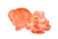 Pink oyster mushroom isolated on white Royalty Free Stock Photo