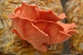 Pink Oyster Mushroom Pleurotus djamor Royalty Free Stock Photo