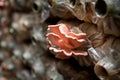 Pink oyster mushroom Royalty Free Stock Photo