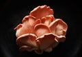 Pink oyster mushrooms Pleurotus djamor on a black background, close-up view. Royalty Free Stock Photo