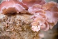 pink oyster mushrooms on top of fruiting substrate, home cultivation and mushroom farm