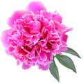 Pink paeonia flower with leaves