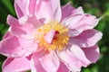 Pink Paeonia Flower on Sunset