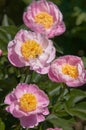 Pink Paeonia lactiflora `Gleam of Light