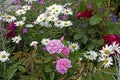 Pink Paeonia and Marguerites