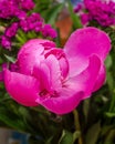 Pink Paeonia peregrina bud flower Royalty Free Stock Photo