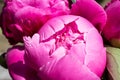 Pink paeonia petals. Flower buds