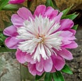 Pink Paeonia sorbet peregrina flower