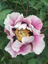 pink paeonia