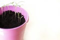 Pink Pail Potted Plant Growing Green Spring Time Royalty Free Stock Photo