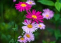 Pink painted daisy