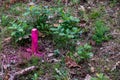 Pink painted stake driven into the ground as a topographic base Royalty Free Stock Photo