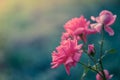 Pink pale roses bush with magical light in the summer garden Royalty Free Stock Photo