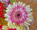 Pink and pale white Gerber daisy