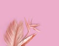 Pink palm leaves with pink strelitzia flower.