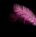 Pink palm tree with neon lights isolated on black.